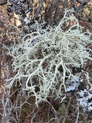 Evernia mesomorpha