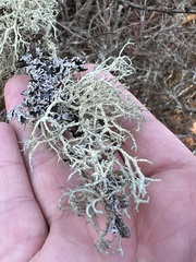 Evernia mesomorpha