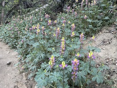 Lupinus stiversii