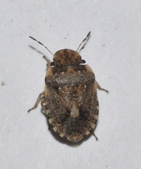 Sciocoris pallens