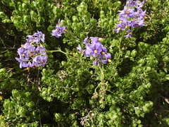 Solanum pinnatum