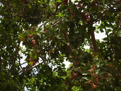 Schinus latifolia