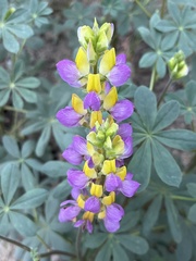 Lupinus stiversii