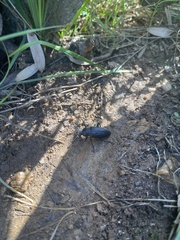 Tenebrioninae
