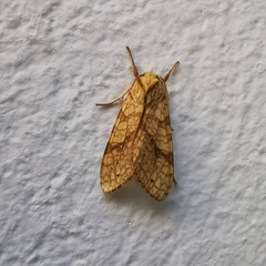 Lophocampa