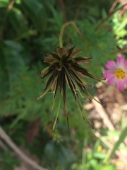 Cosmos caudatus