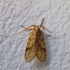 Lophocampa