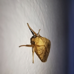 Lophocampa