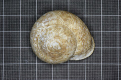 Levantina spiriplana