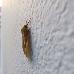 Lophocampa
