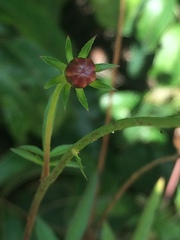 Cosmos caudatus