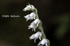 Goodyera schlechtendaliana