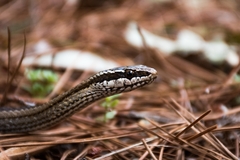 Philodryas chamissonis