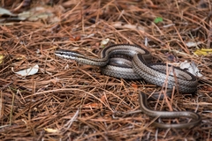 Philodryas chamissonis