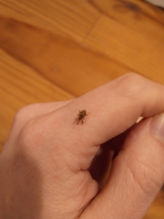 Anthonomus rectirostris