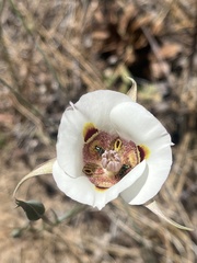Calochortus venustus