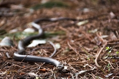 Philodryas chamissonis