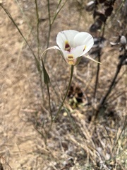 Calochortus venustus