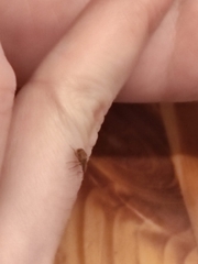 Anthonomus rectirostris