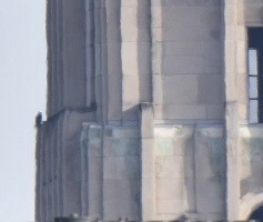 Falco peregrinus