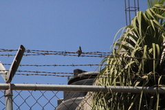 Cynanthus latirostris