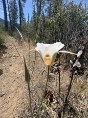 Calochortus venustus