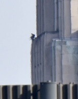 Falco peregrinus