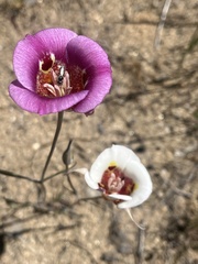 Calochortus venustus