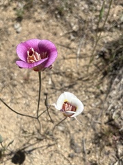 Calochortus venustus