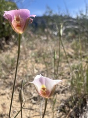 Calochortus venustus