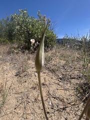 Calochortus venustus