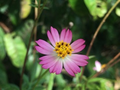 Cosmos caudatus