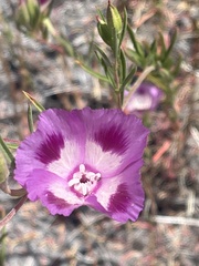 Clarkia williamsonii
