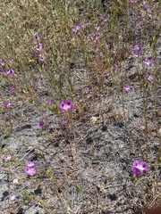 Clarkia williamsonii