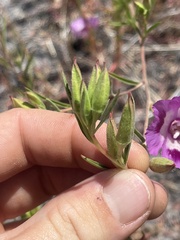 Clarkia williamsonii
