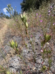 Clarkia williamsonii
