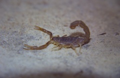 Hottentotta hottentotta