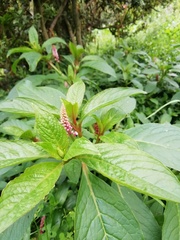 Phytolacca bogotensis
