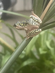 Hyperolius marmoratus