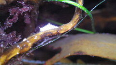 Aegires albopunctatus