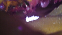 Aegires albopunctatus