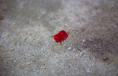 Dinothrombium tinctorium