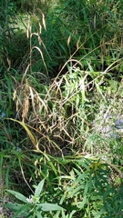 Bromus ciliatus