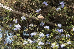 Streptopelia decaocto