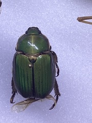 Chrysina lecontei