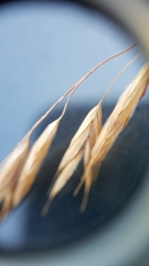 Bromus ciliatus