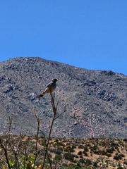 Rhopospina alaudina