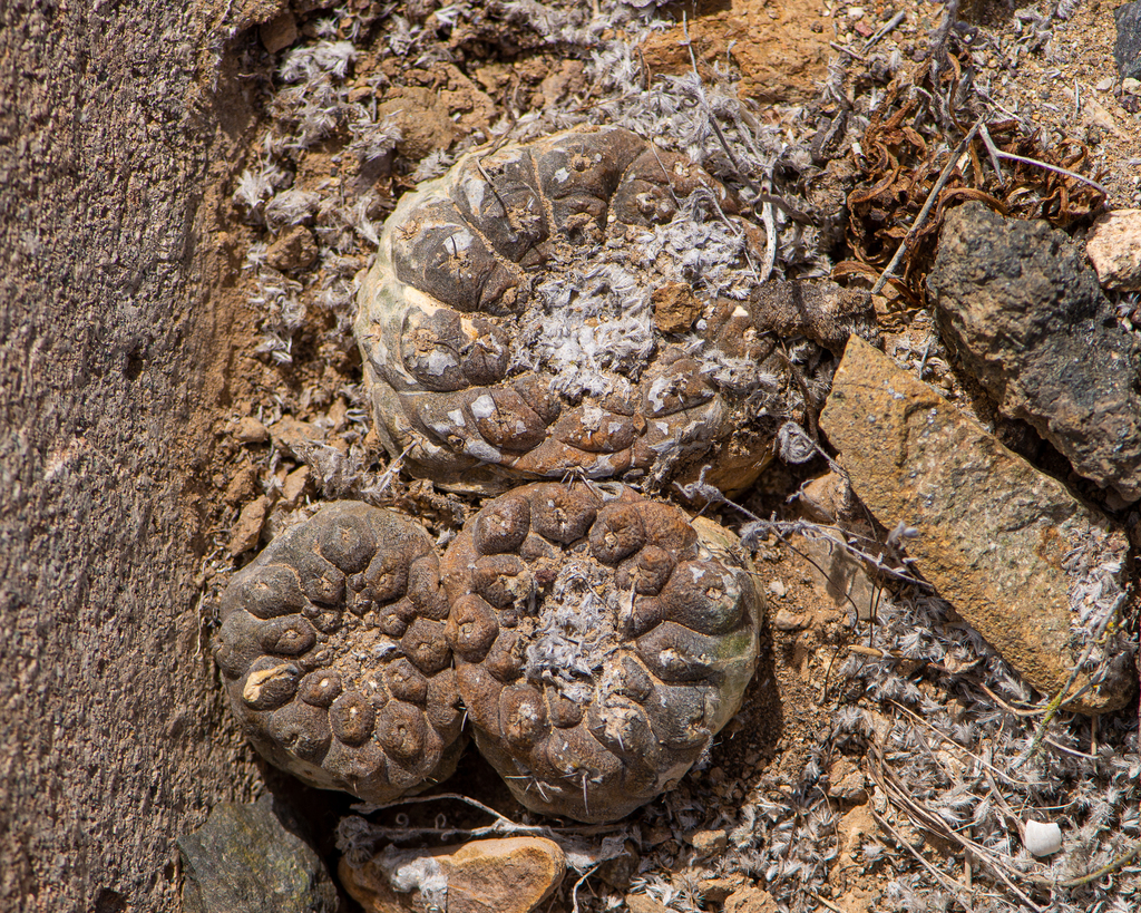 Copiapoa hypogaea, Atacama, CL