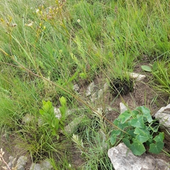 Senecio oxyriifolius