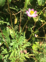 Cosmos caudatus